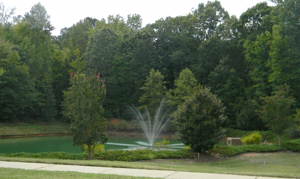 Neighborhood Pond